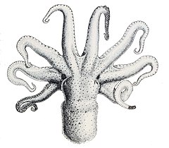 Description de l'image Octopus bimaculatus.jpg.