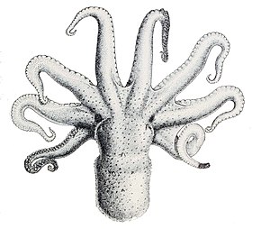 Descripción de la imagen Octopus bimaculatus.jpg.