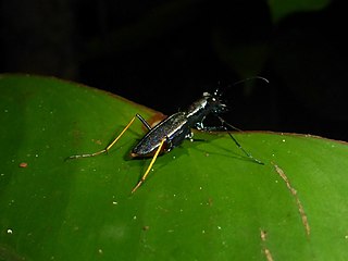 <i>Odontocheila</i> Genus of beetles