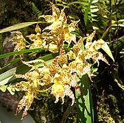 Odontoglossum praestans Oncidium praestanoides