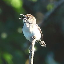 Odontorchilus cinereus - Tooth-billed Wren.JPG