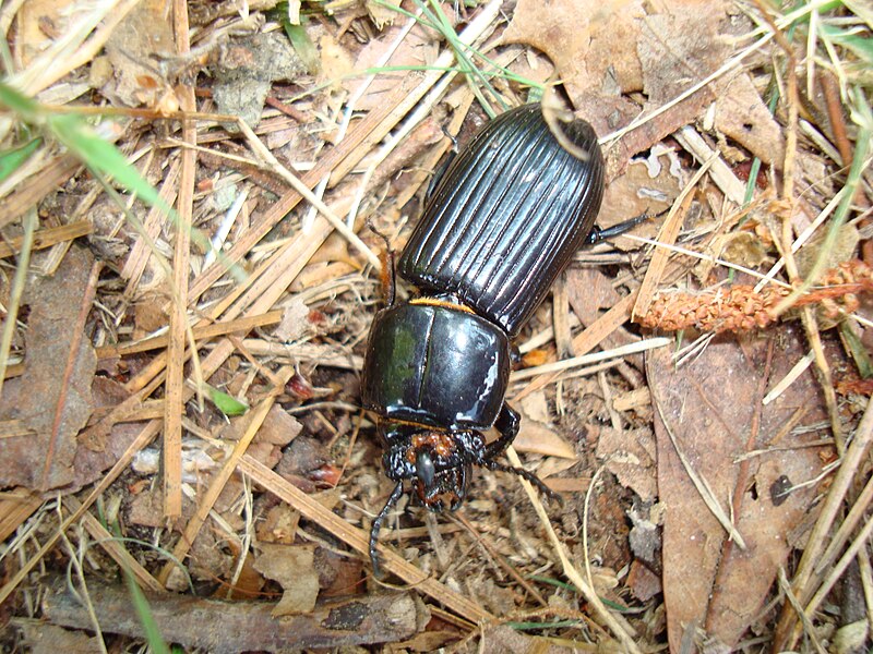 File:Odontotaenius disjunctus leaves.jpg