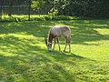 Oryx au zoo