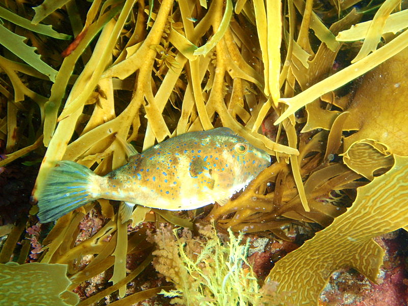 File:Omegophora cyanopunctata Bluespotted toadfish PC290509.JPG