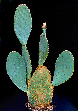 צבר ממין Opuntia azurea הצומח בפארק ובאזורים הסמוכים במקסיקו