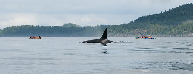 File:Orca johnstone strait.jpg