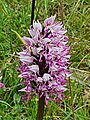 Orchis singe sauvage (Orchis simia), Hérault, 122624.jpg