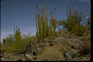 Organ Pipe Cactus National Monument ORPI2067.jpg