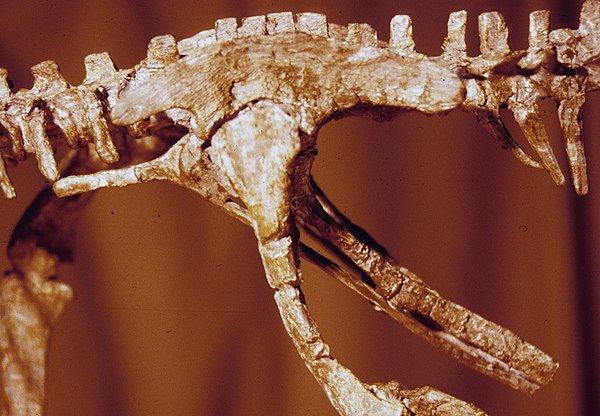 Reconstructed pelvis of Orodromeus.