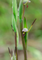 Orthoceras strictum