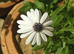 Миниатюра для Файл:Osteospermum barberiae CapeDaisy.jpg