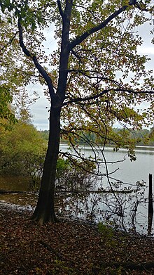 An overcup oak at the York Hill Yadkin River access in Linwood, North Carolina Overcup Oak at Yadkin River.jpg