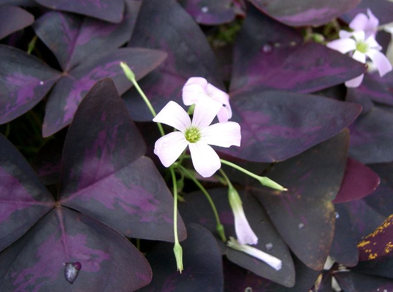 purple shamrock blooms