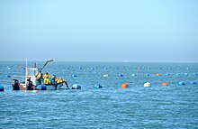 Oysters are cultivated for export at Walvis Bay Oyster farming, Walvis Bay (Namibia).jpg