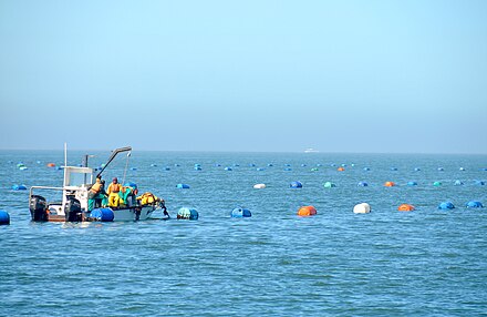 Oysters are cultivated for export at Walvis Bay