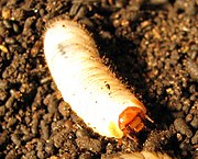 Larva