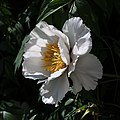 * Nomination Rock's tree peony -- George Chernilevsky 19:39, 9 May 2016 (UTC) * Promotion Good quality. --Hubertl 16:48, 14 May 2016 (UTC)