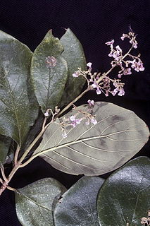 <i>Cornutia obovata</i> species of plant