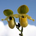 Paphiopedilum primulinum