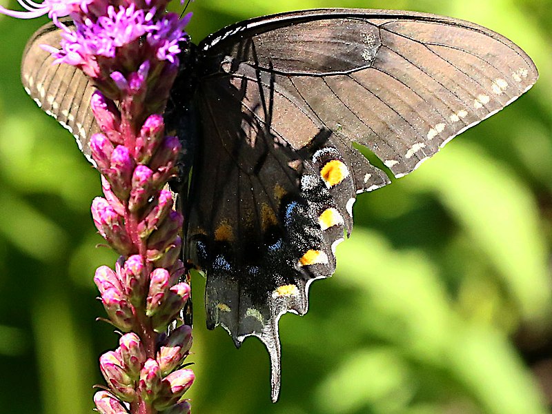 File:Papilio glaucus-female dark form ventral.jpg
