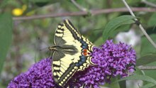 Fil: Papilio machaon - 2018-07-13.webm
