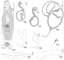 Parazit150040-fig19 Pseudorhabdosynochus bunkleywilliamsae Kritsky, Bakenhaster & Adams, 2015 - Shakllar 145-153.tif