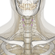 The four parathyroid glands are embedded in the thyroid gland. Parathyroid.png
