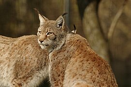 Zentralasiatischer Luchs (Lynx lynx isabellinus)