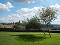 Parco Torre di Lavello. Giovani alberi con vista..JPG