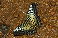 * Nomination Parthenos sylvia mud-puddling from a flowing water stream --Jkadavoor 15:56, 22 August 2016 (UTC) * Promotion  Support Good quality. A little bit noise, but IMO OK for this image. --XRay 16:13, 22 August 2016 (UTC)