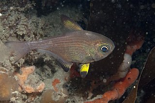 <i>Pempheris multiradiata</i> Species of fish