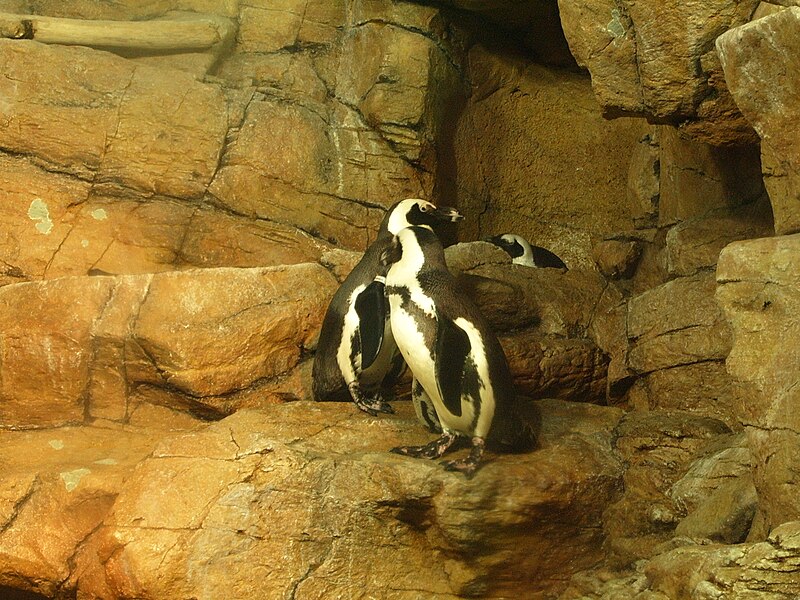 File:Penguin Exhibit at Monterey Aquarium, California.JPG