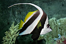 Pennant coralfish melb aquarium edit2.jpg