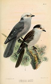Subspecies P. c. capitalis (left) and P. c. obscurus (right); illustration by Keulemans, 1877 PerisoreusKeulemans.jpg