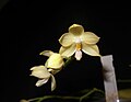 Phalaenopsis floresensis