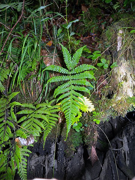 File:Phegopteris connectilis leaves.jpg