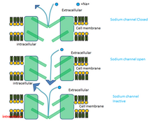 The mechanism of action of phenytoin sodium. Sodium channels are: 1) Closed 2) Open 3) Inactive (phenytoin effect) Phenytoin sodium mechanism of action.png