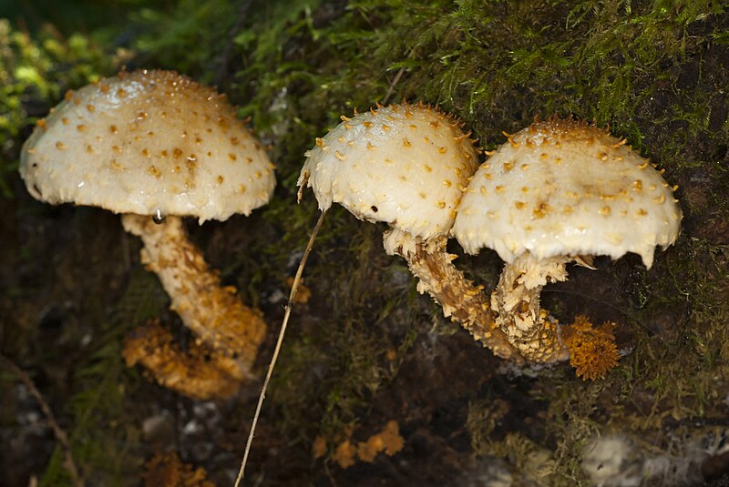 File:Pholiota squarrosoides (10000549506).jpg