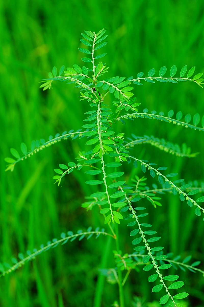 Phyllanthus niruri 03520.jpg