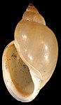 Physella acuta shell.jpg