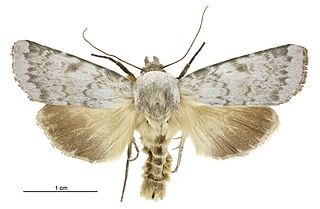 <i>Physetica caerulea</i> Species of moth