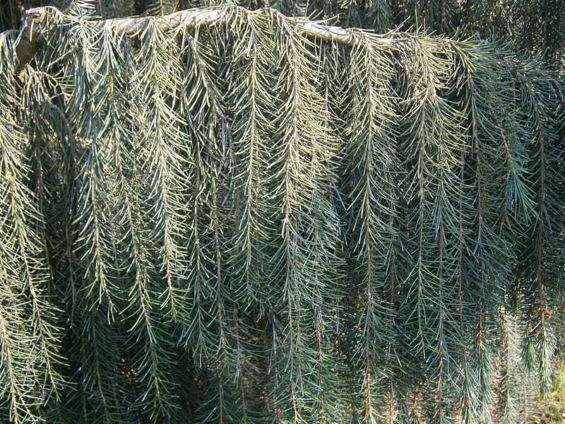 File:Picea breweriana - weeping twigs3.jpg