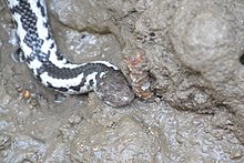 Pied Mangrove Snake.JPG