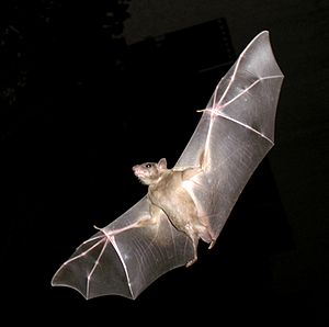 Egyptian Fruit Bat