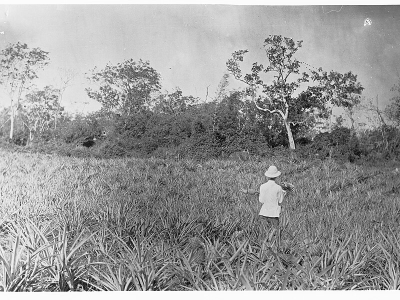 File:Pineapple Field at at Port Darwin - Northern Territory(GN02700).jpg