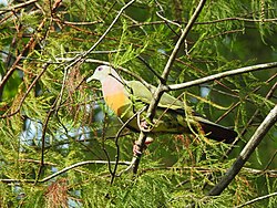 Pink-necked Green-Pigeon.jpg