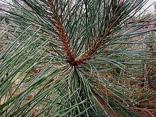 Østrigsk Fyr ((Pinus nigra ssp. nigra)