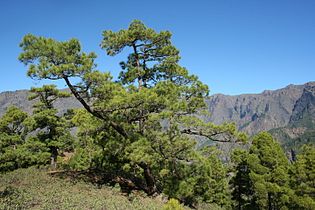 Pinus canariensis, Caldera de Taburiente