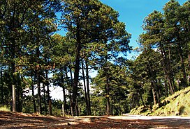 Pinus hartwegii forest.jpg