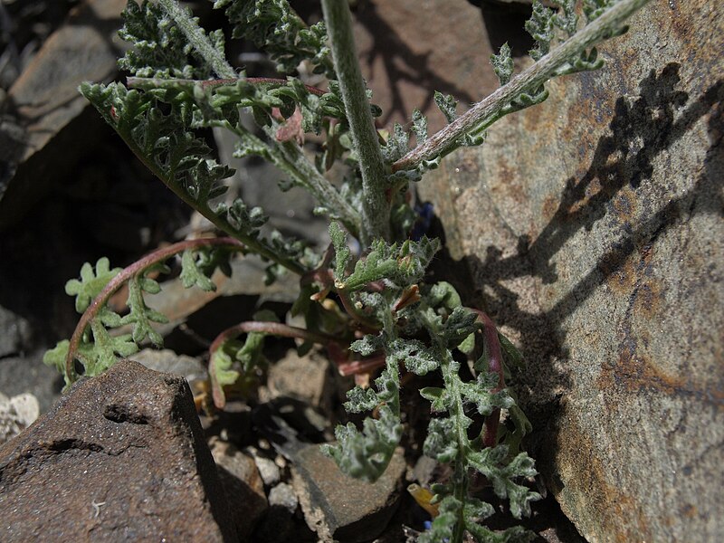 File:Pinyon gilia, Gilia ophthalmoides (45920974625).jpg